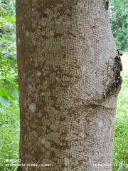 Pterospermum javanicum