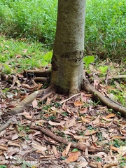 Pterospermum javanicum