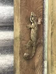Gekko kuhli