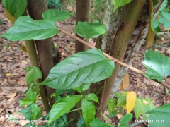 Pterospermum javanicum