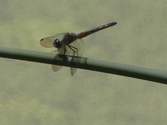 Pachydiplax longipennis image