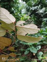 Pterospermum javanicum