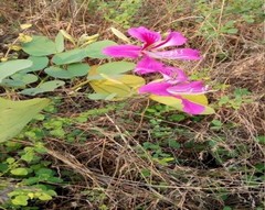 Bauhinia acuminata