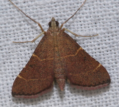 Persicoptera aglaopa