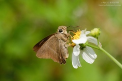 Hasora chromus chromus