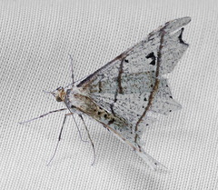 Macaria triplicaria