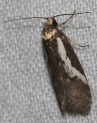 Philobota acropola