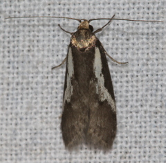 Philobota acropola