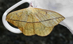Lonomia concordia