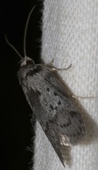 Philobota archepeda