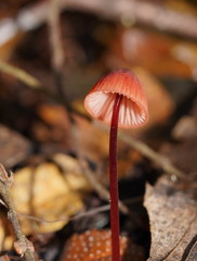 Mycena toyerlaricola