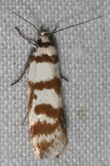 Philobota impletella