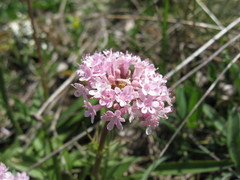 Valeriana tuberosa