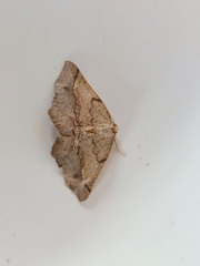 Drepanogynis mixtaria