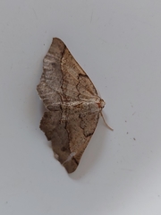 Drepanogynis mixtaria