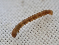 Erannis defoliaria