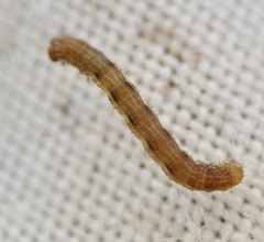 Erannis defoliaria