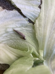 Alinda biplicata