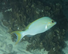 Scolopsis monogramma