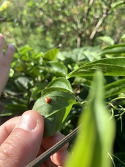 Chrysomelidae