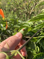 Chrysomelidae