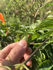 Chrysomelidae
