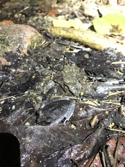 Leptobrachium hendricksoni