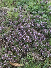 Lamium purpureum