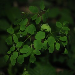 Calyptra canadensis