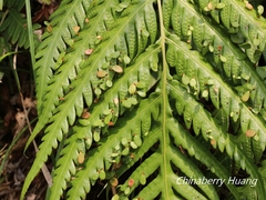 Woodwardia prolifera