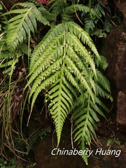 Woodwardia prolifera