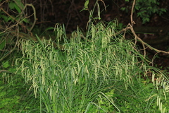 Carex dimorpholepis