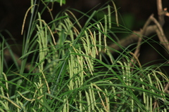 Carex dimorpholepis