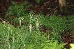 Carex dimorpholepis