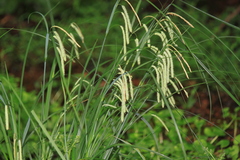 Carex dimorpholepis