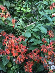 Pseudogynoxys chenopodioides