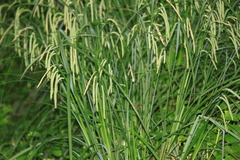 Carex dimorpholepis