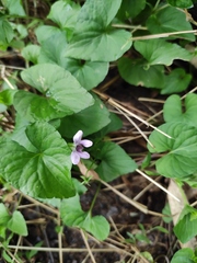 Viola hamiltoniana