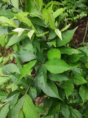Photinia parvifolia