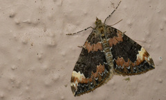 Dysstroma brunneata