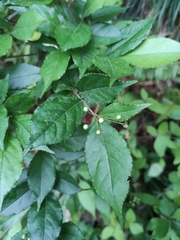 Photinia parvifolia
