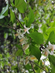 Styrax faberi