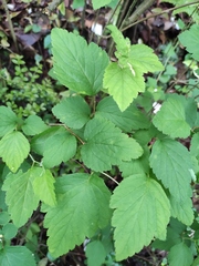 Spiraea nervosa
