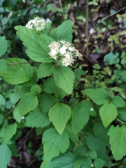 Spiraea nervosa