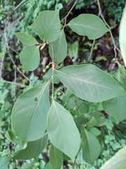 Lindera glauca