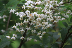Styrax japonicus