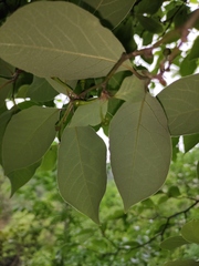 Lindera glauca