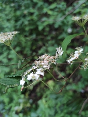 Spiraea nervosa