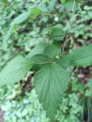 Spiraea nervosa