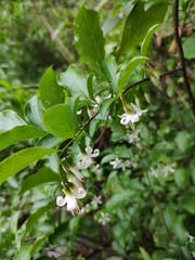 Styrax faberi